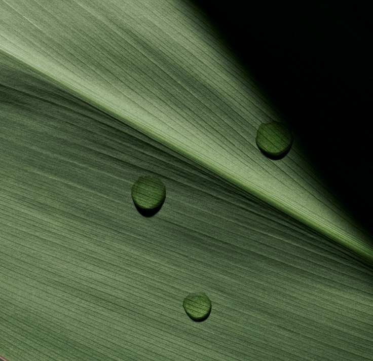 Plant-ACTIVE